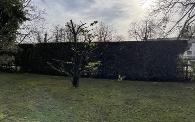 Taille d'une haie de thuya et d'un lauriers a